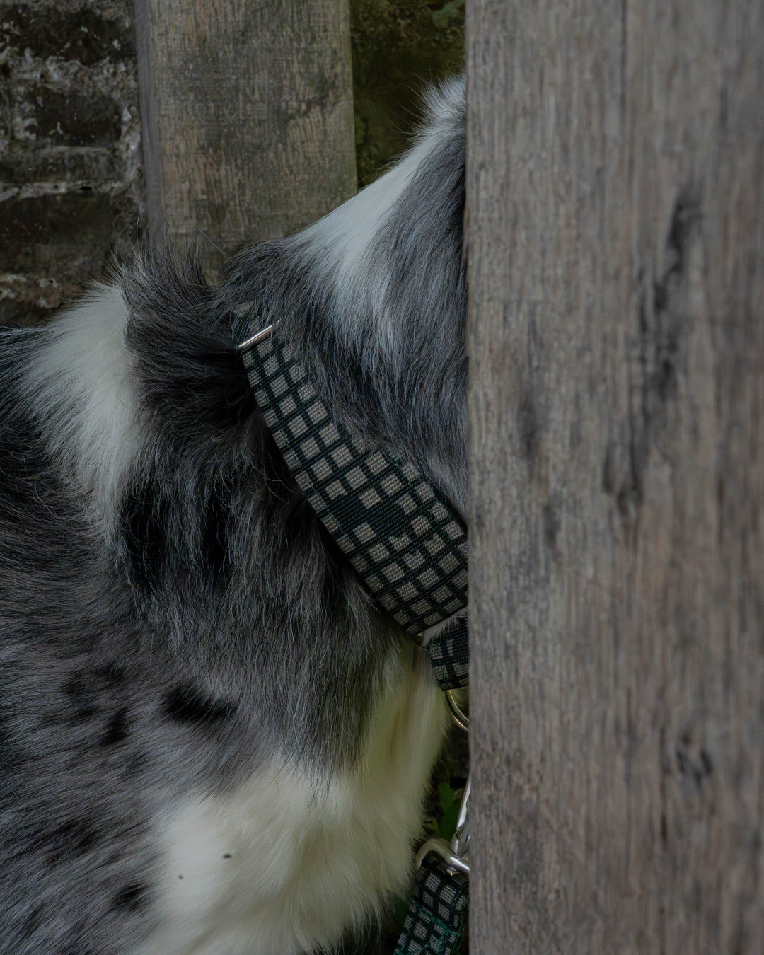 Outpost Waterproof Martingale Dog Collar