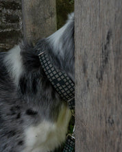 Outpost Waterproof Martingale Dog Collar