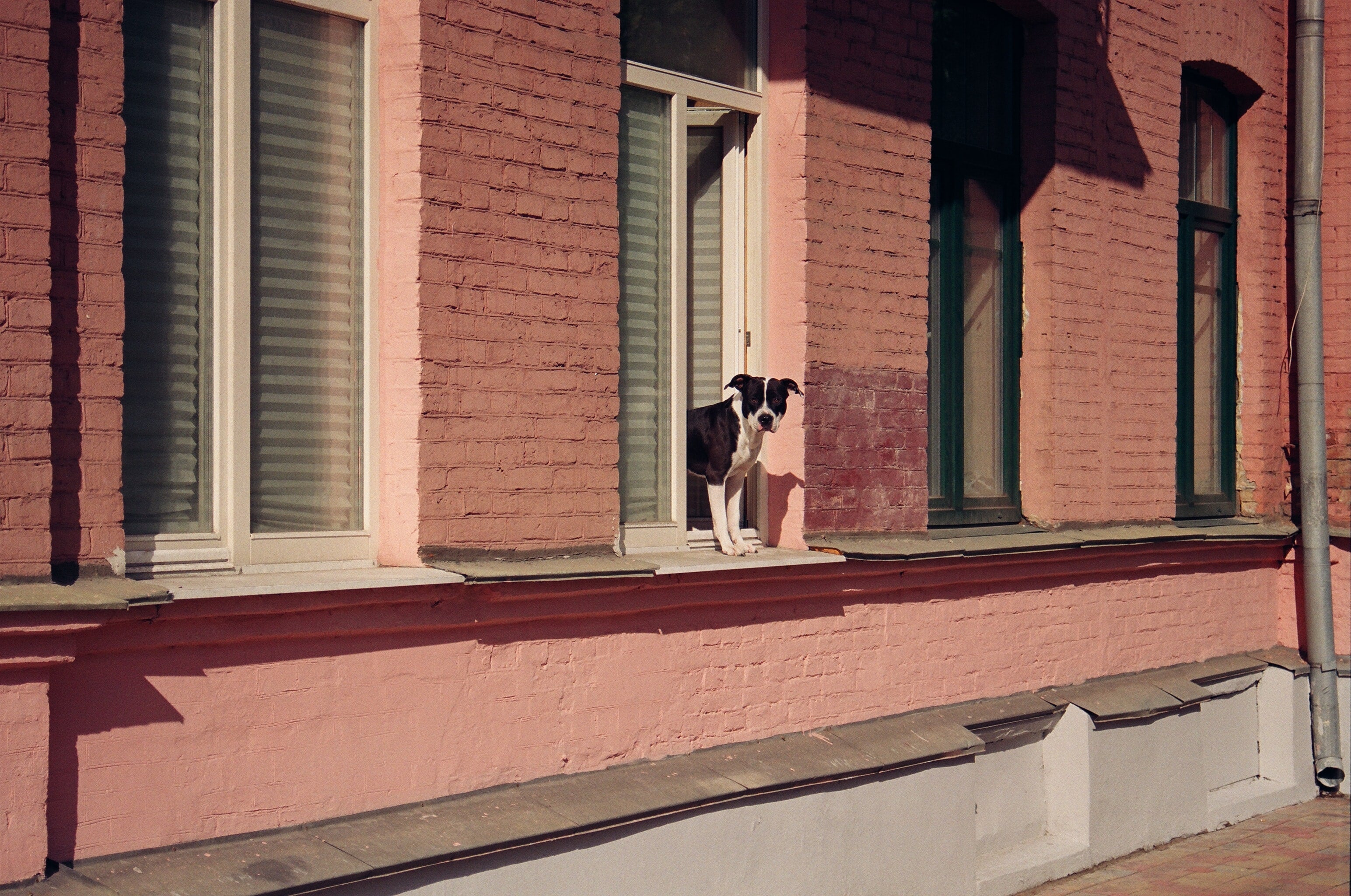 How to cope with dog separation anxiety