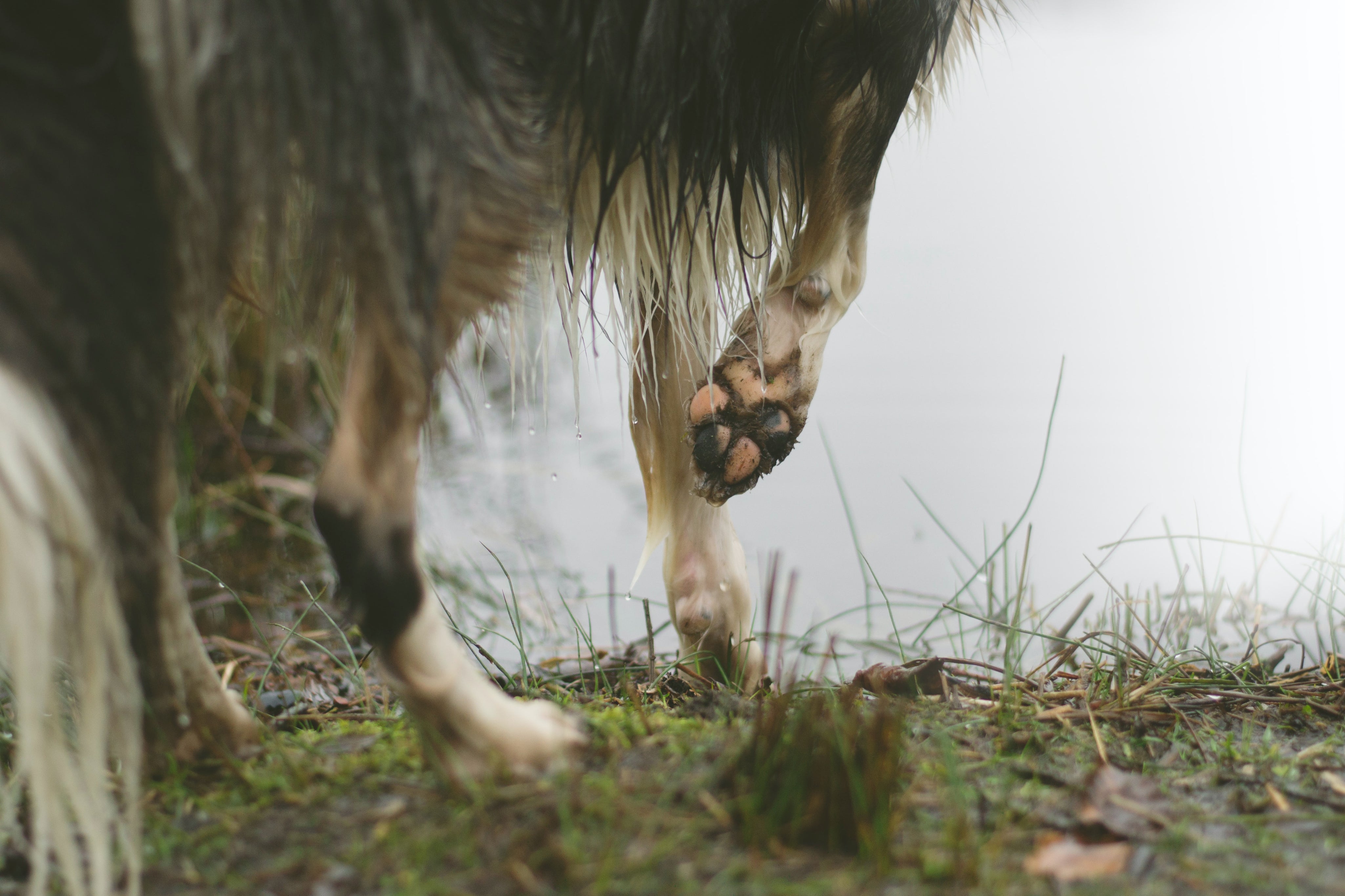 Wildwax - Organic paw protection for dogs