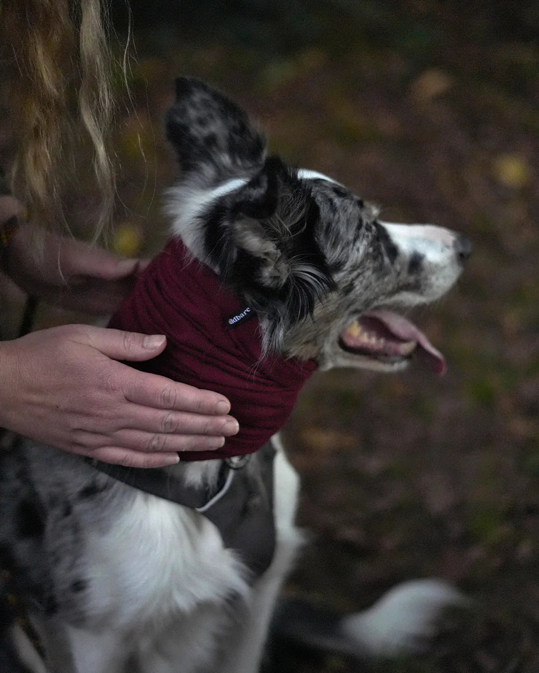 Prepare Your Dog For Fireworks Night: Top Tips for a Calmer Dog