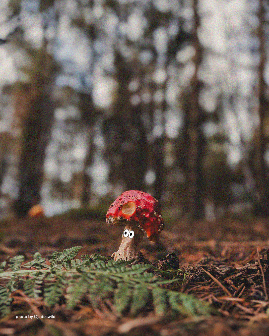 Fungus Hunting: What Species to Look Out For