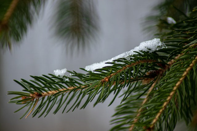 Christmas Dog Gift Guide 2022