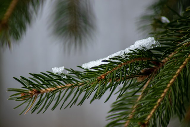 Christmas Dog Gift Guide 2022