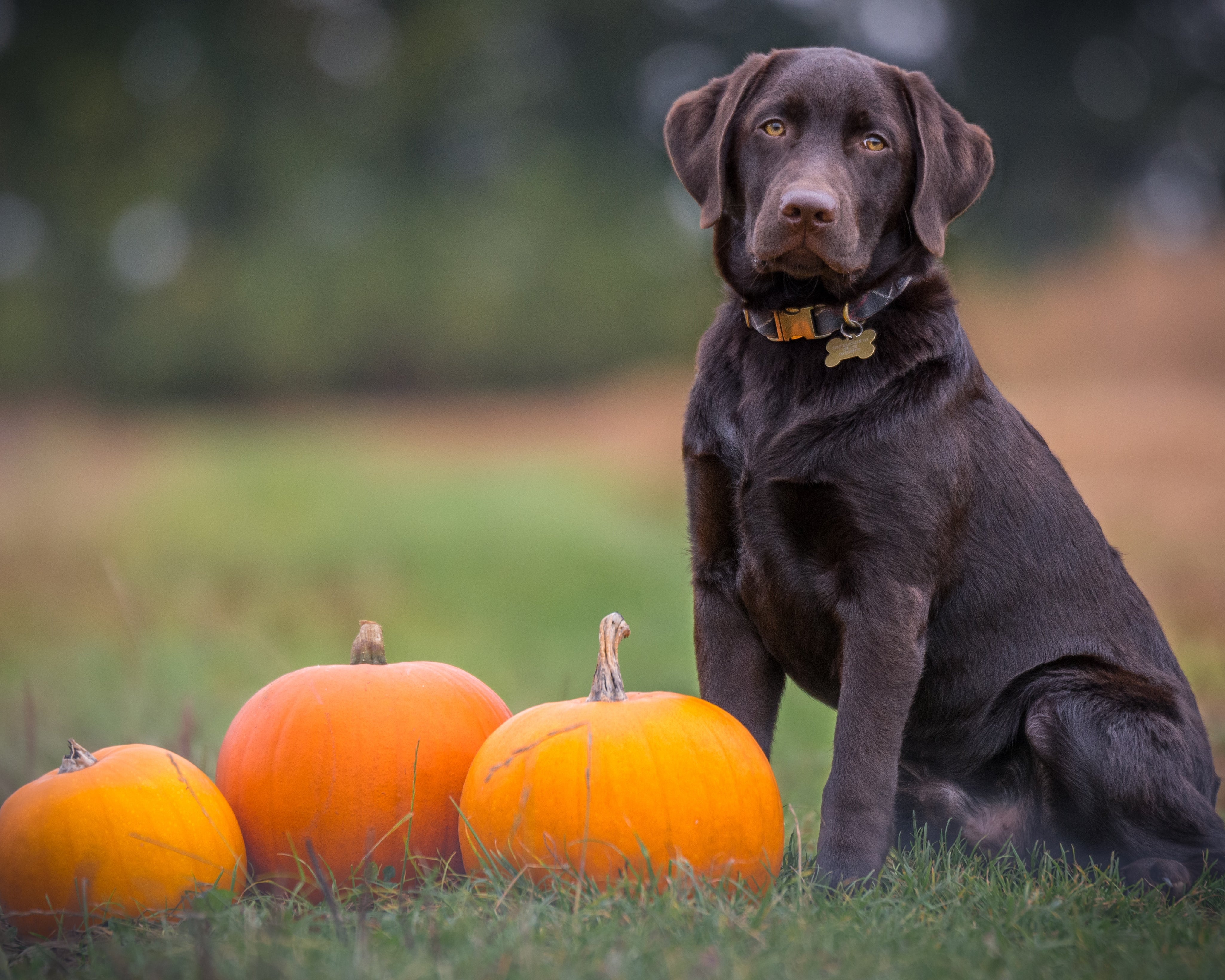 Keeping your dog safe on Halloween