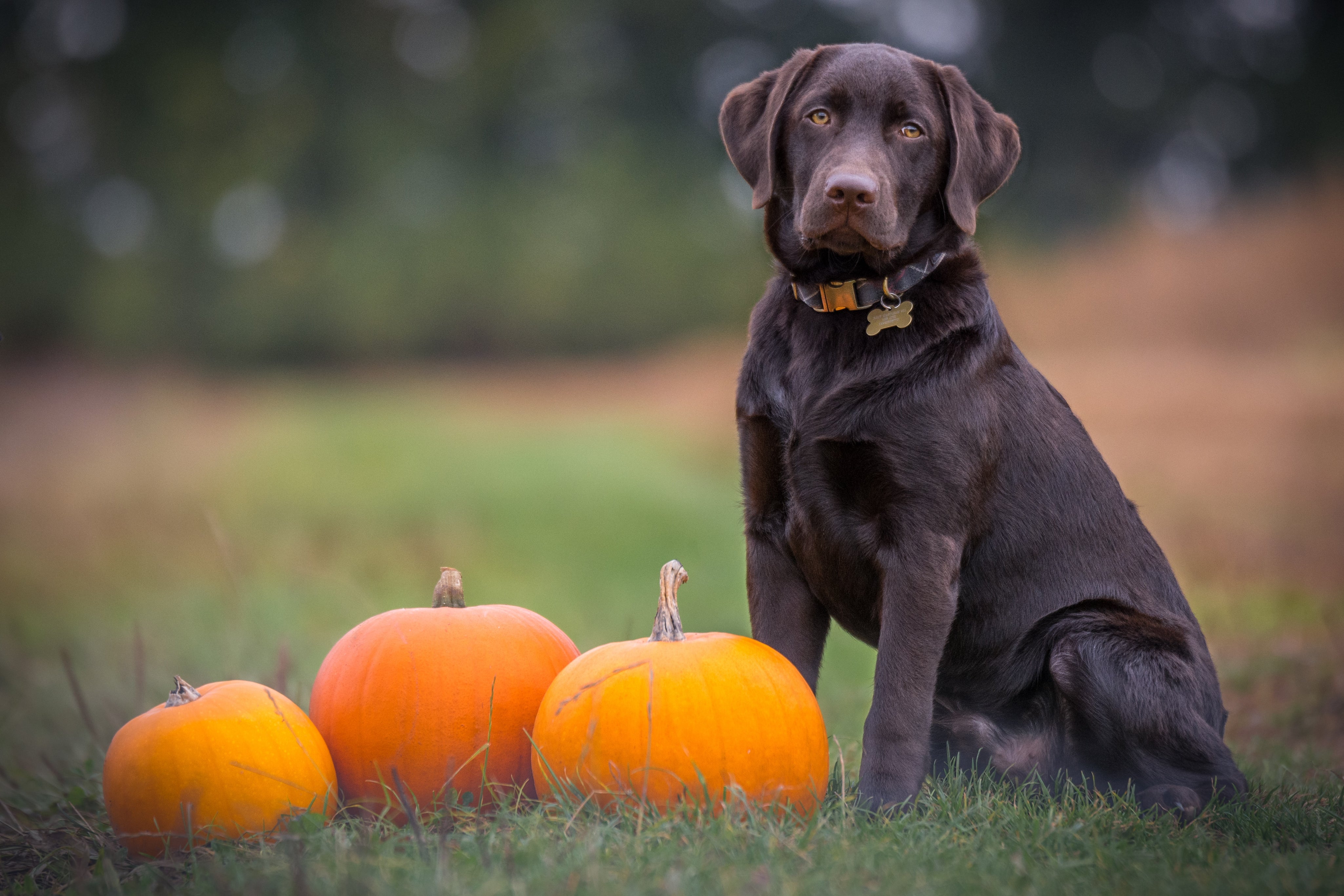 Keeping your dog safe on Halloween