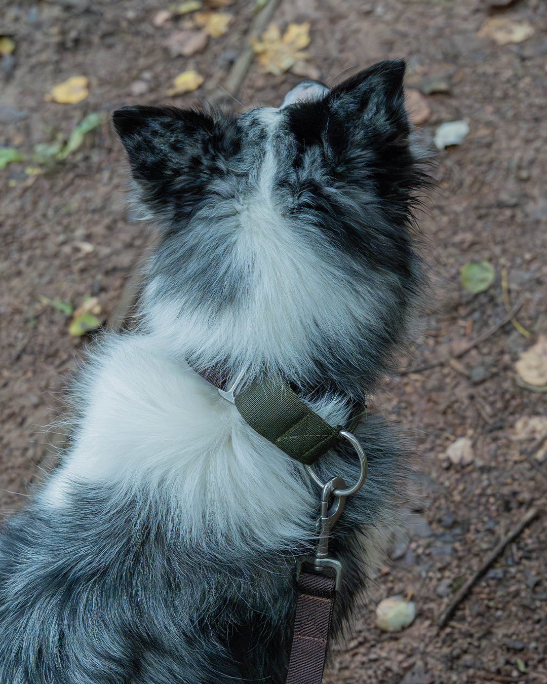 How to fit a martingale collar