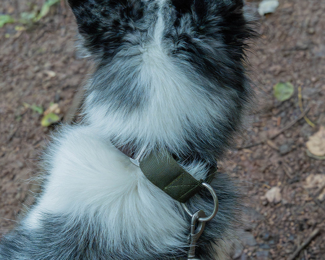 How to fit a martingale collar