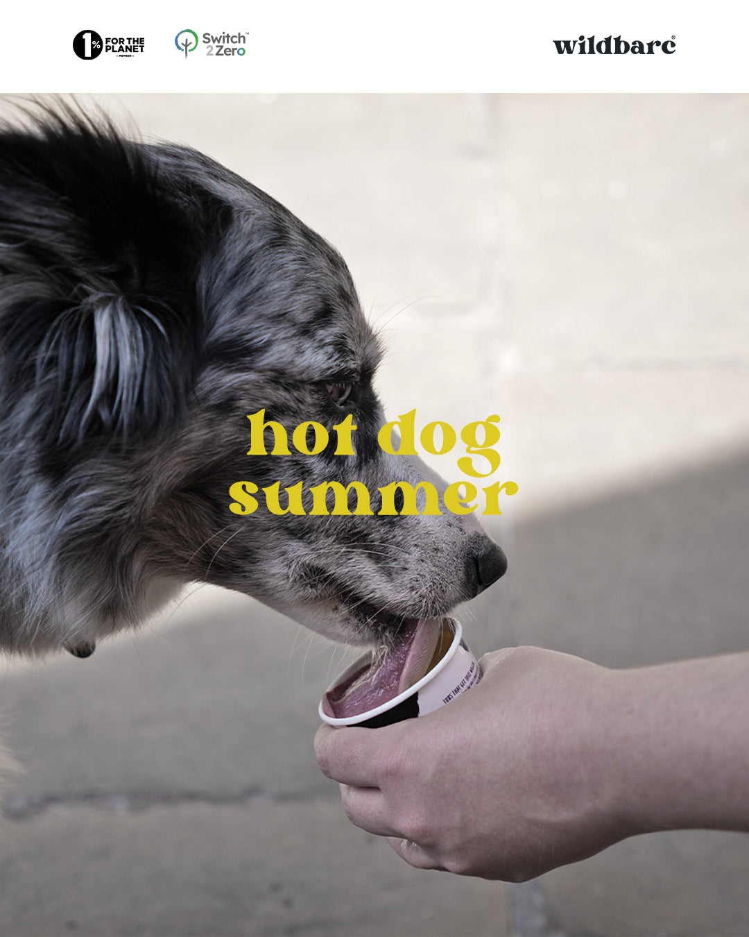 Hot Dog Summer: Keep your dog cool in high temperatures