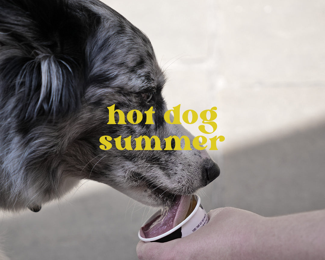 Hot Dog Summer: Keep your dog cool in high temperatures