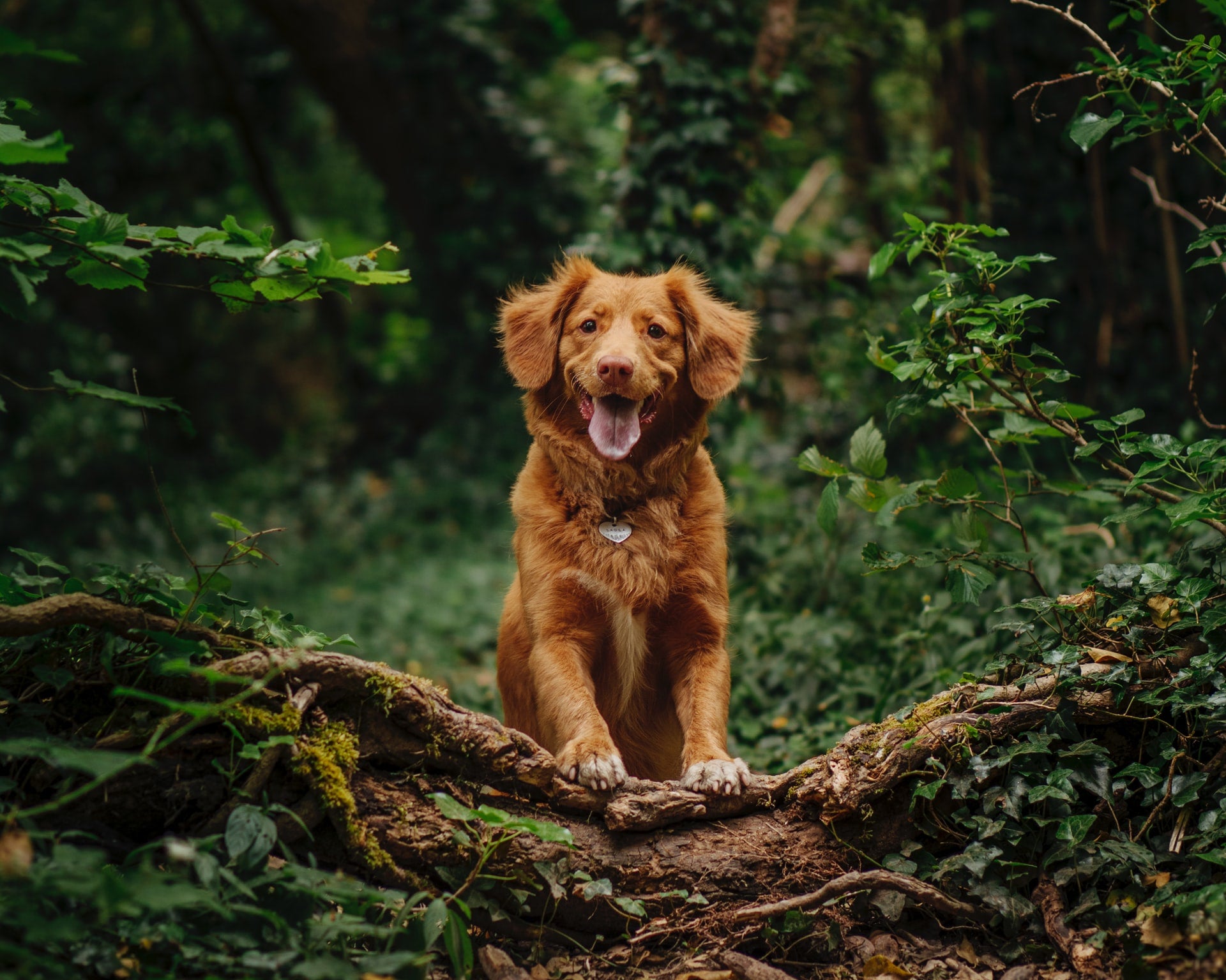 Become a Wildbarc Brand Ambassador