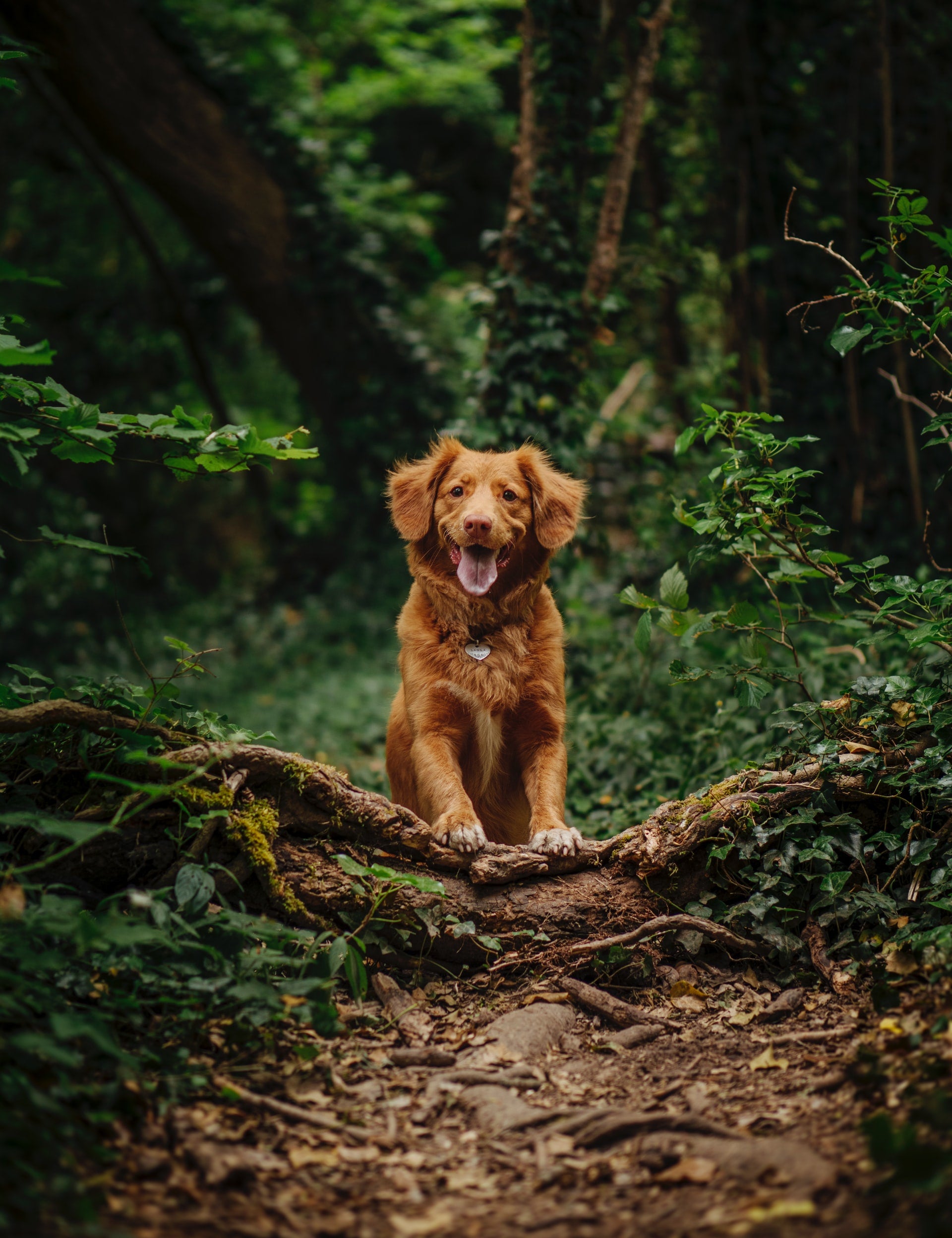 Become a Wildbarc Brand Ambassador