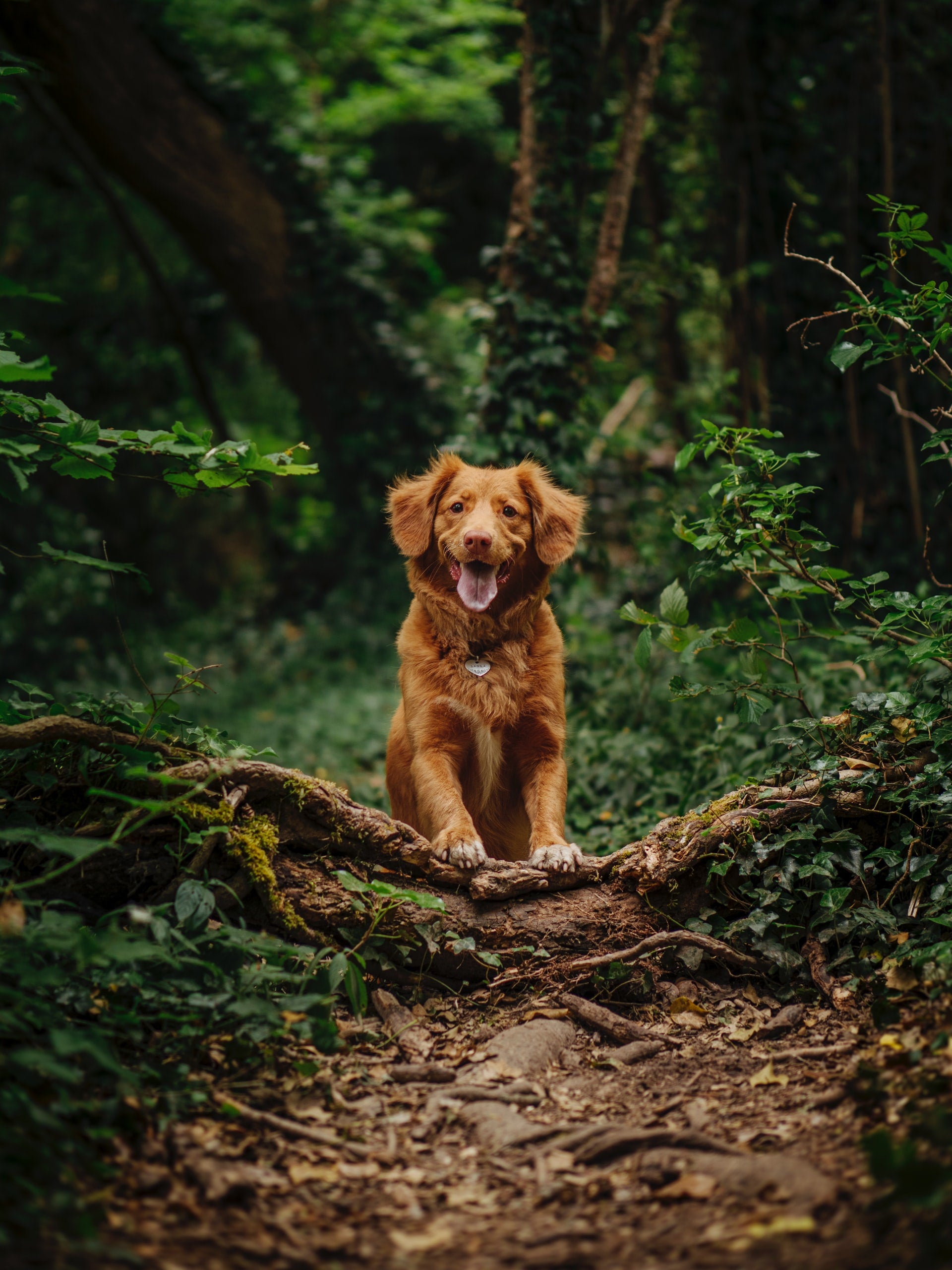 Become a Wildbarc Brand Ambassador