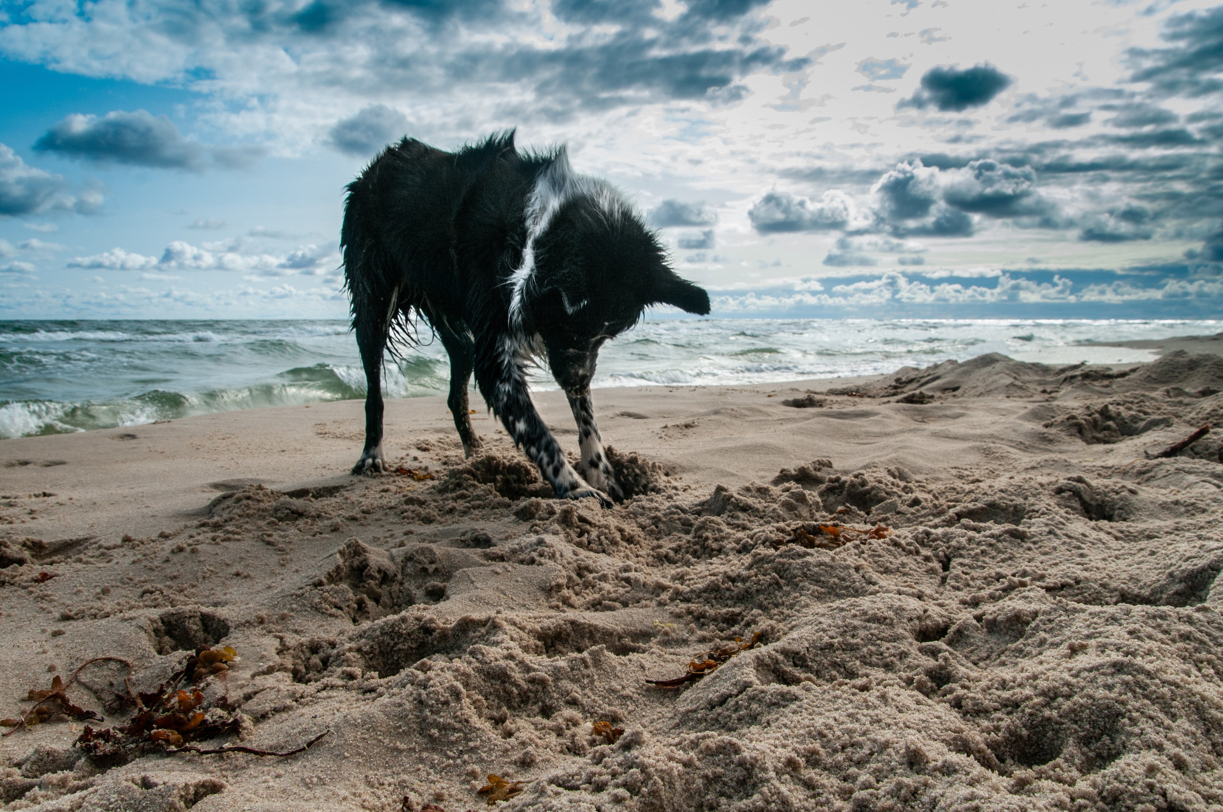 Dog Fur-endly Summer Beach Days