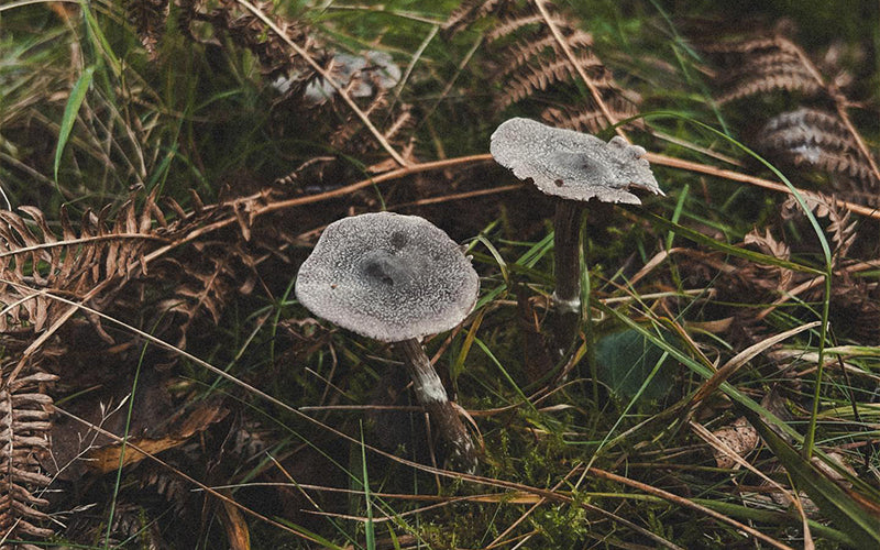 Marvellous Mushrooms from November to March