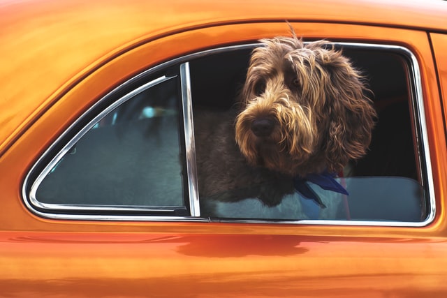 Top tips for travelling with your dog