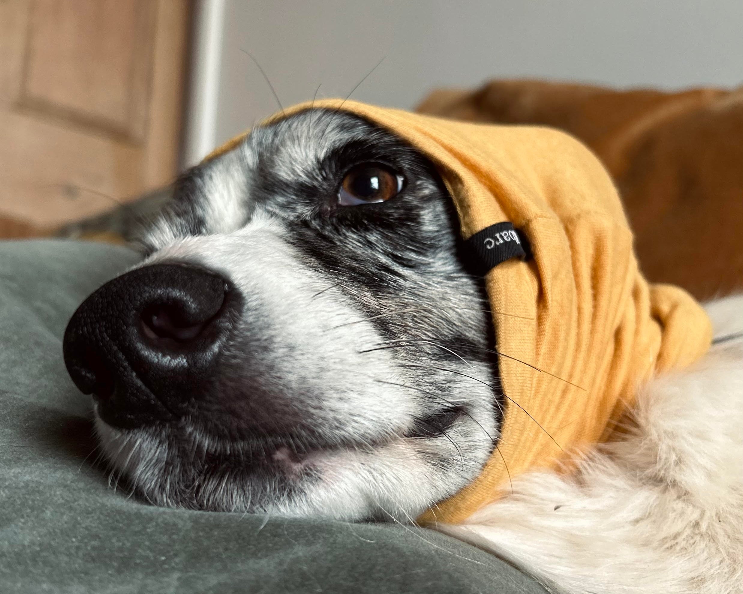 Keep Your Pooch Calm on Bonfire Night: The Power of the Snood