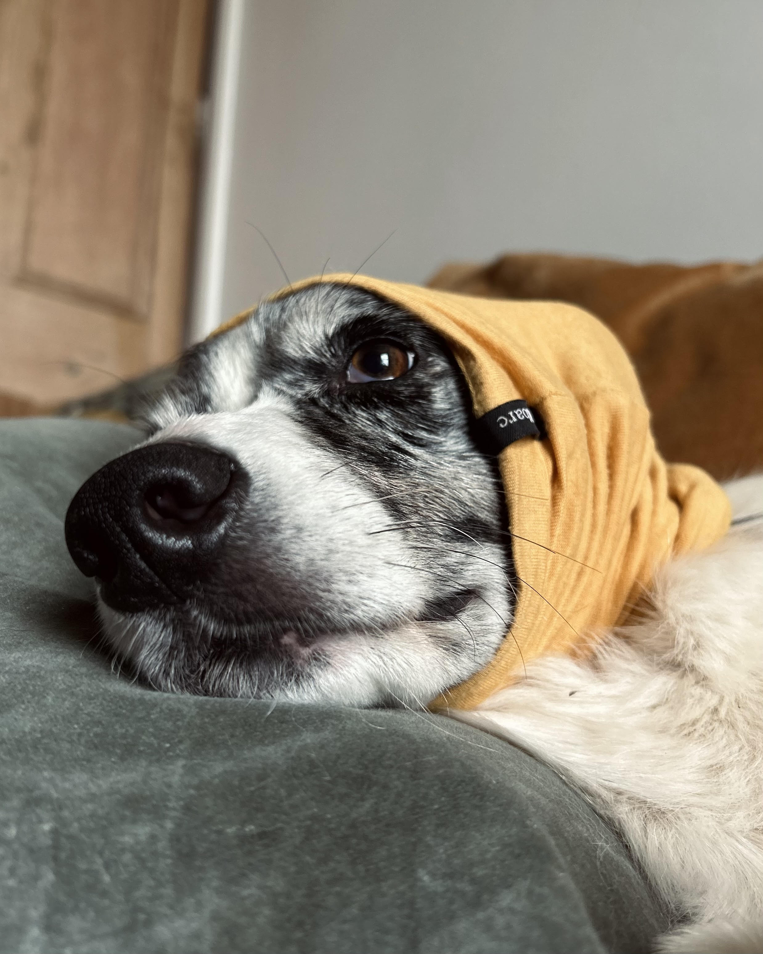 Keep Your Pooch Calm on Bonfire Night: The Power of the Snood
