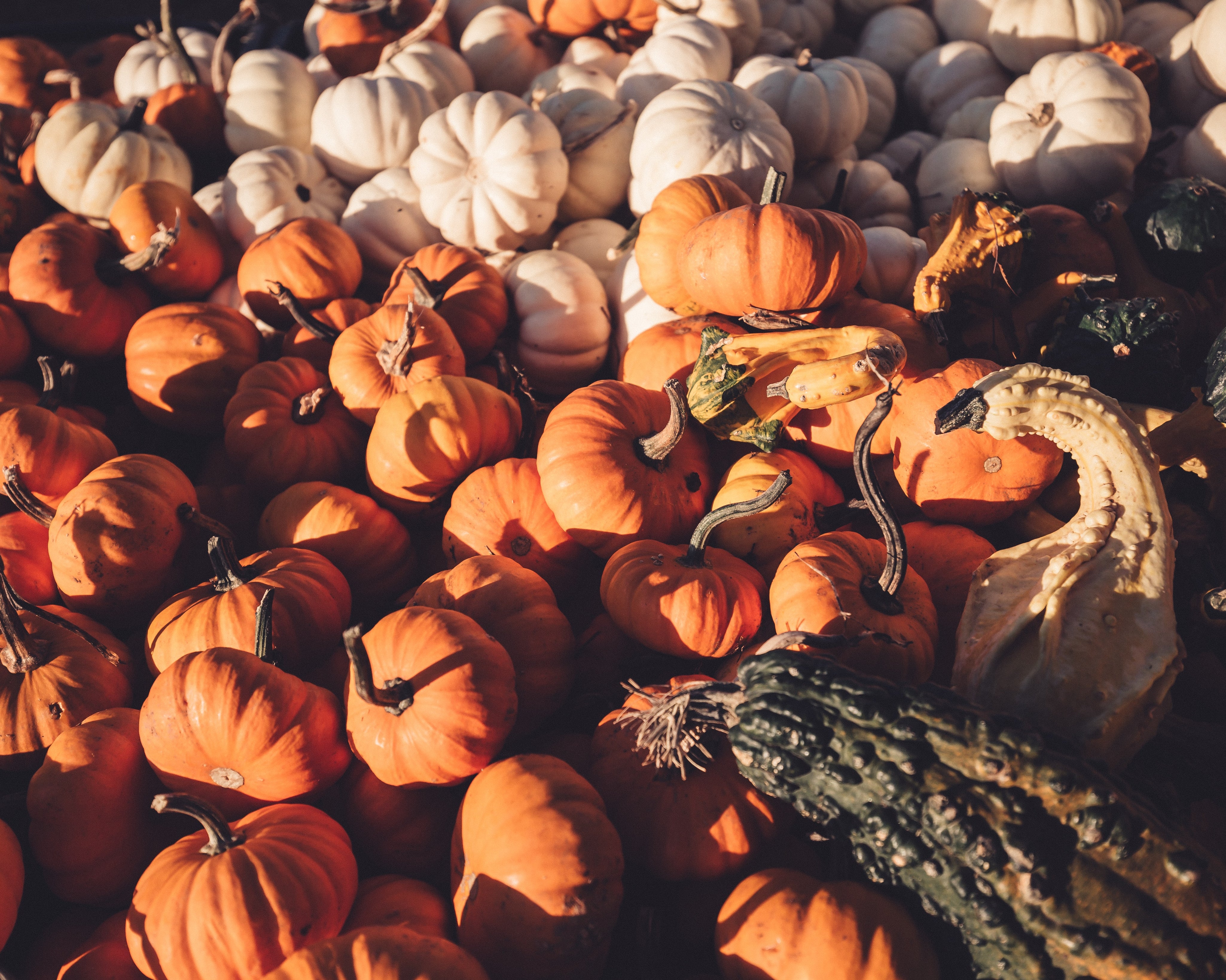 Pumpkin Spiced Lattes for Human & Hound