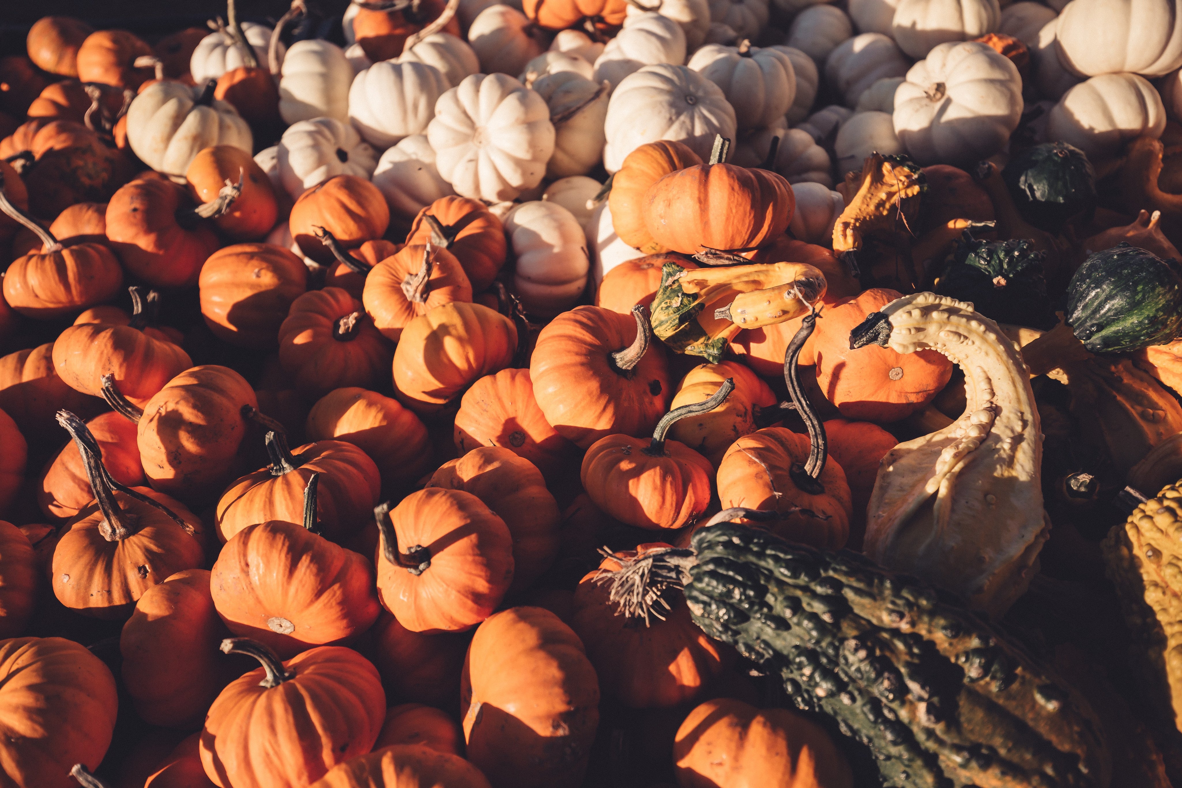 Pumpkin Spiced Lattes for Human & Hound