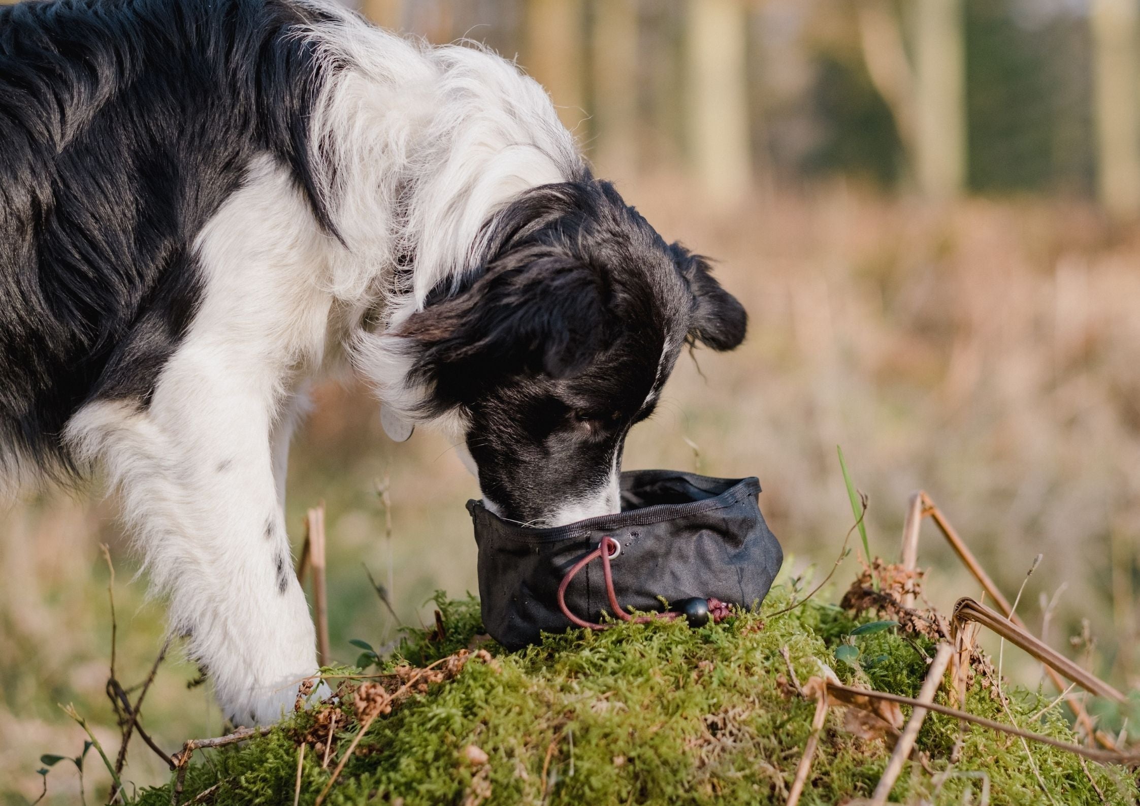 Wildbarc Introduces Collapsible Dog Bowls