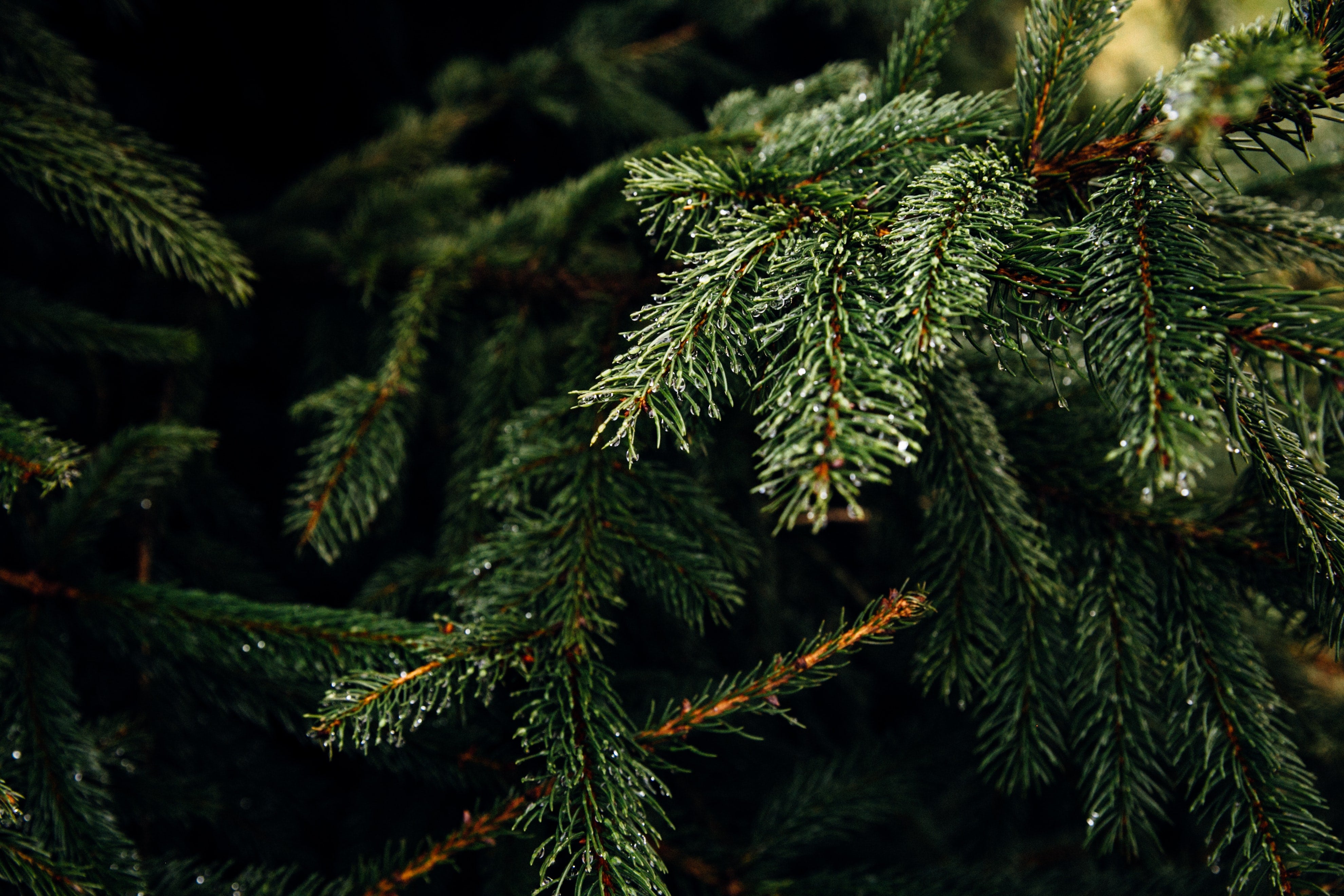 The Wildbarc Gift Guide