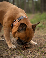 Parys Dog Buckle Collar