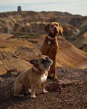 Parys Dog Buckle Collar