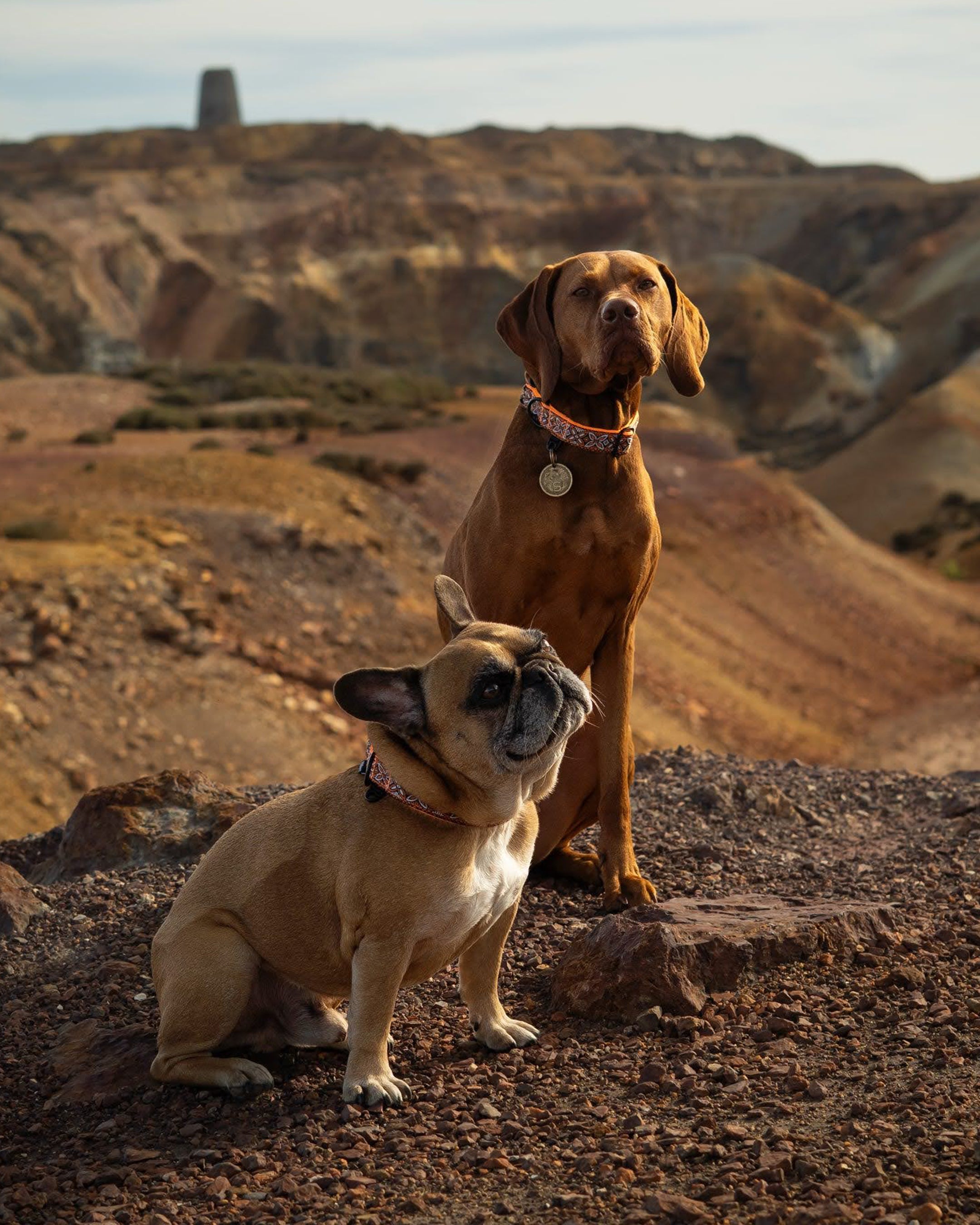 Parys Dog Buckle Collar