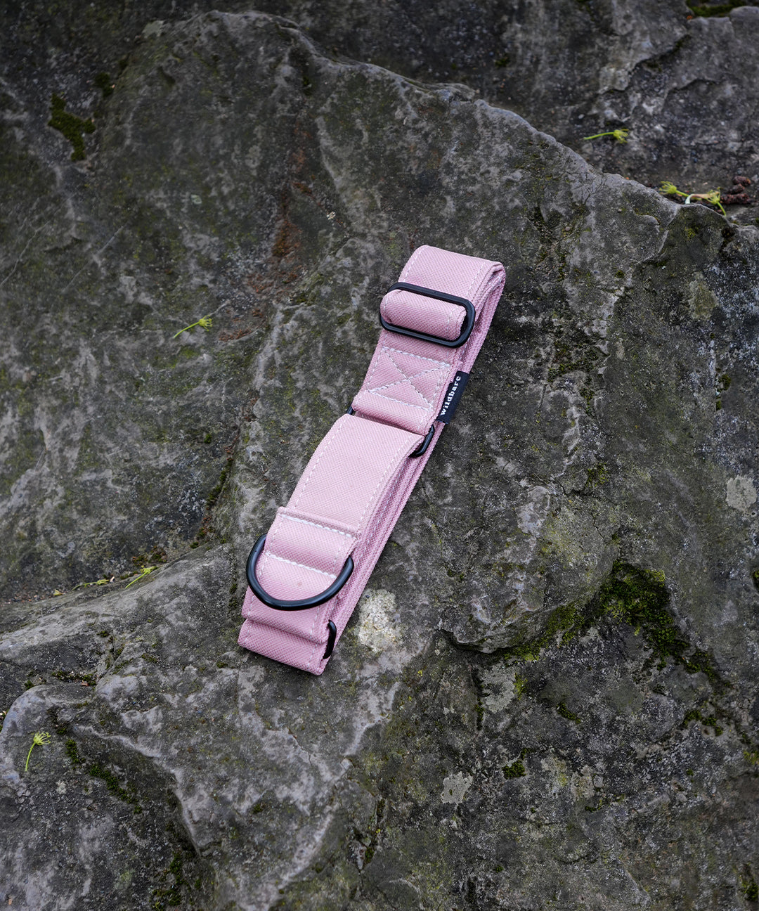 blush-dog-martingale.jpg