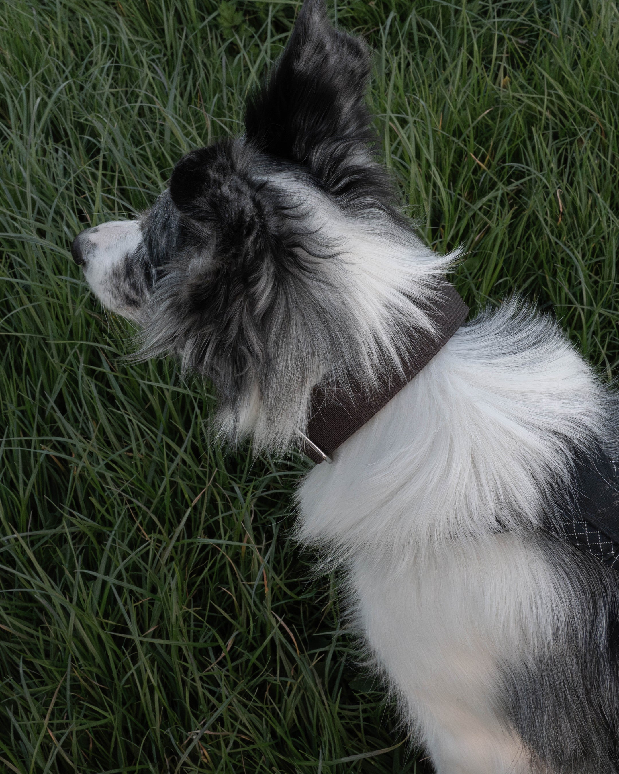 Dark Brown Waterproof Martingale Dog Collar