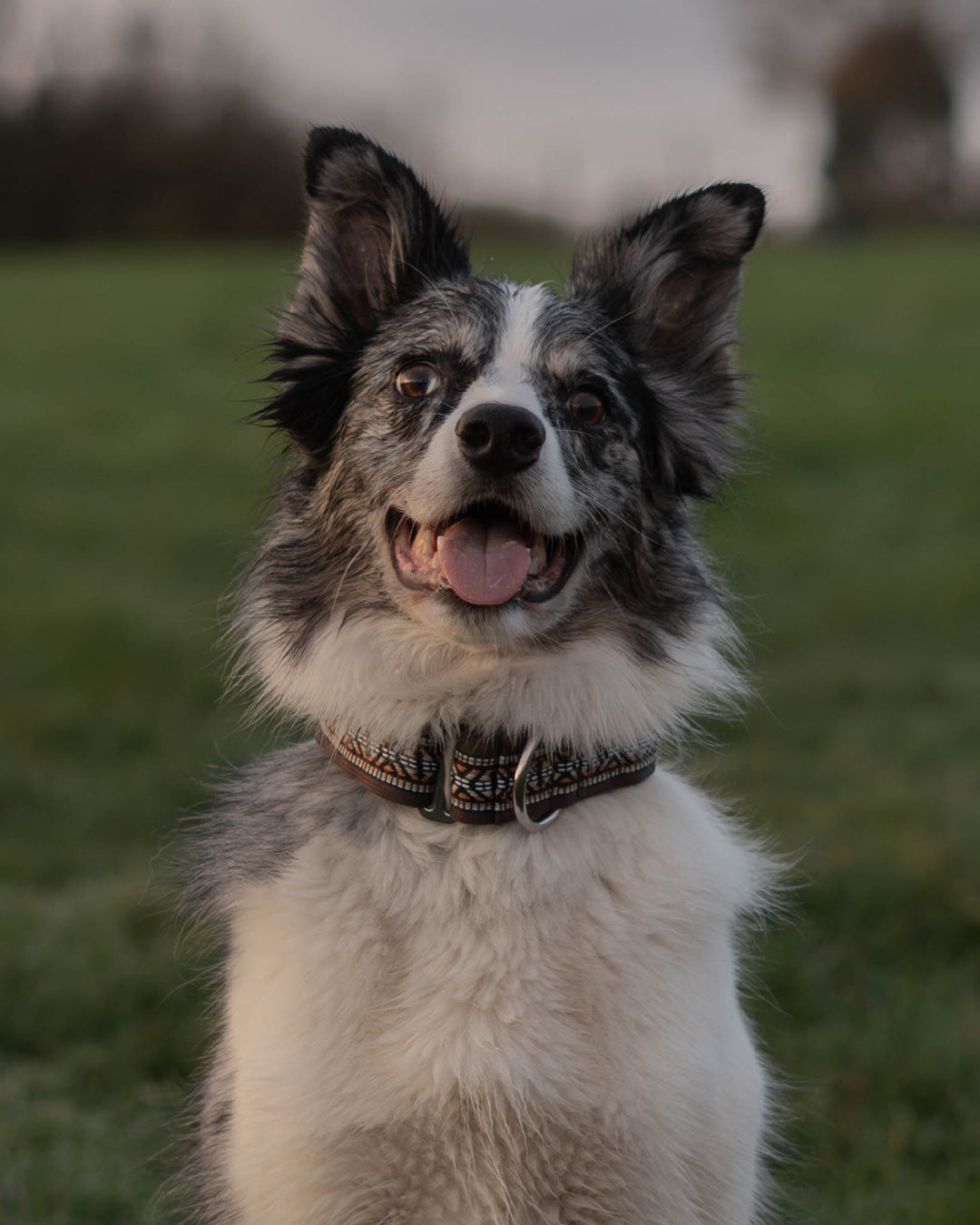 Hiraeth Martingale Dog Collar