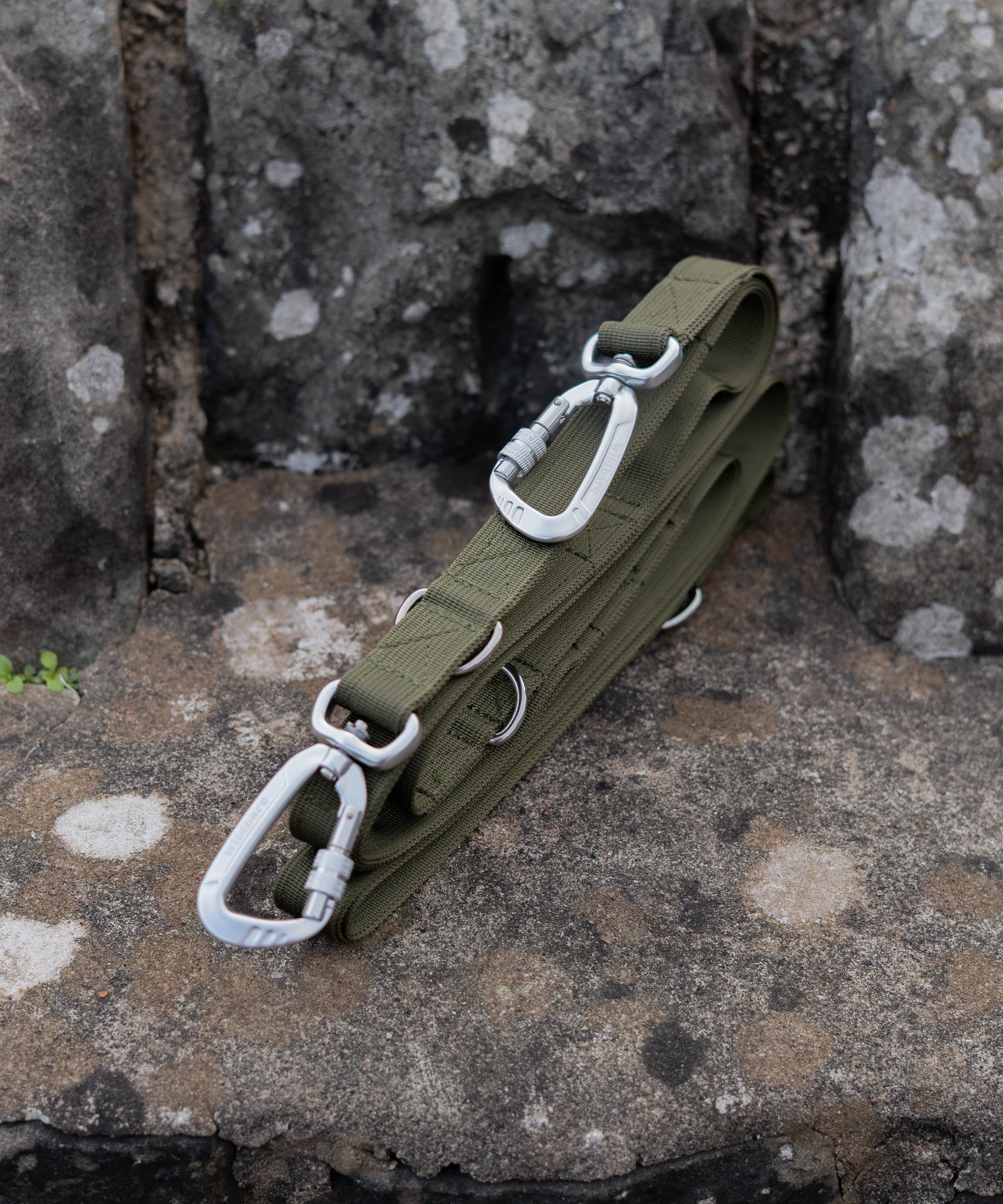 dog-training-lead.jpg