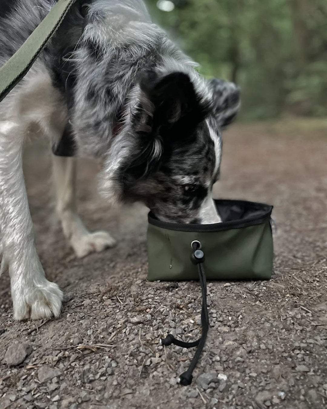 eryri-travel-dog-bowl-drinking.jpg
