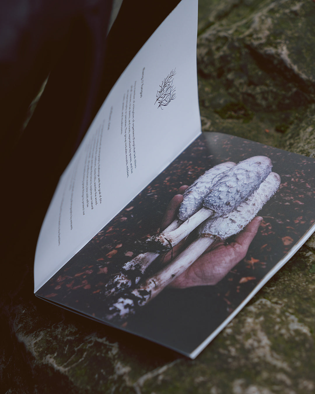 Ffwng Photography Zine
