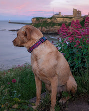 Carn Dearg Dog Buckle Collar