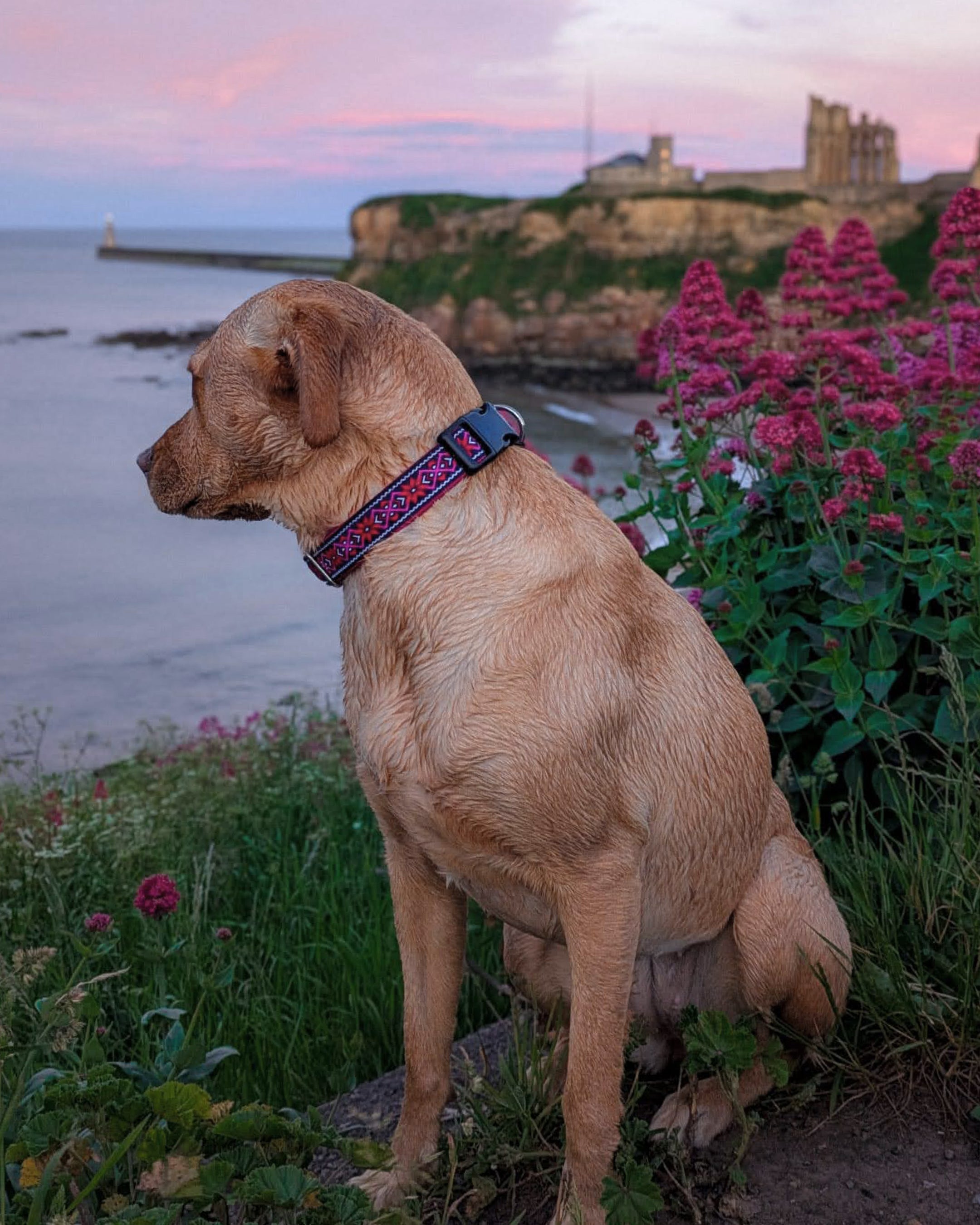 Carn Dearg Dog Buckle Collar