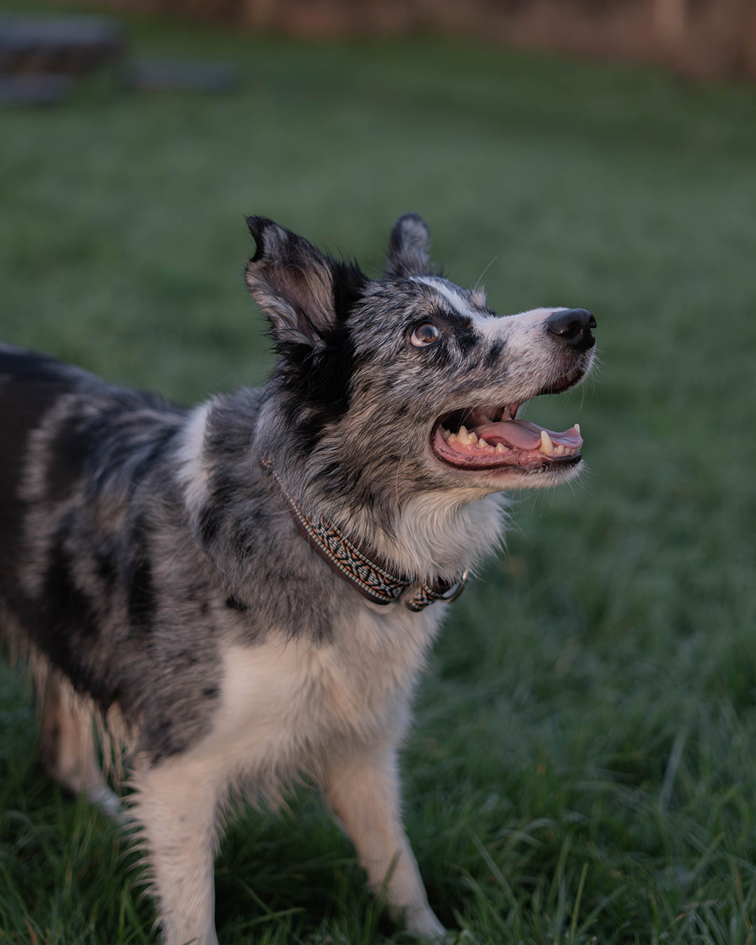 Hiraeth Martingale Dog Collar