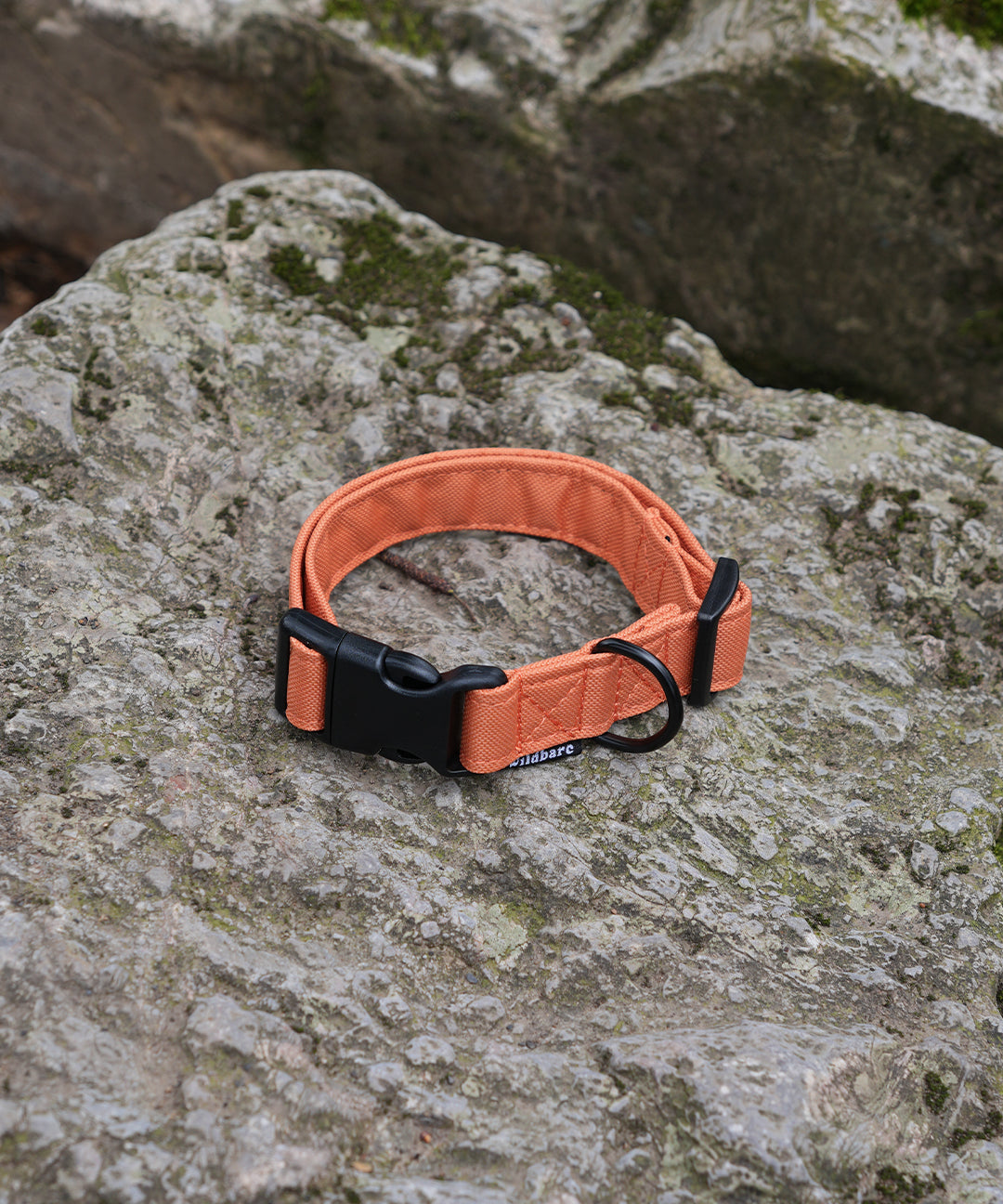 orange-collar.jpg