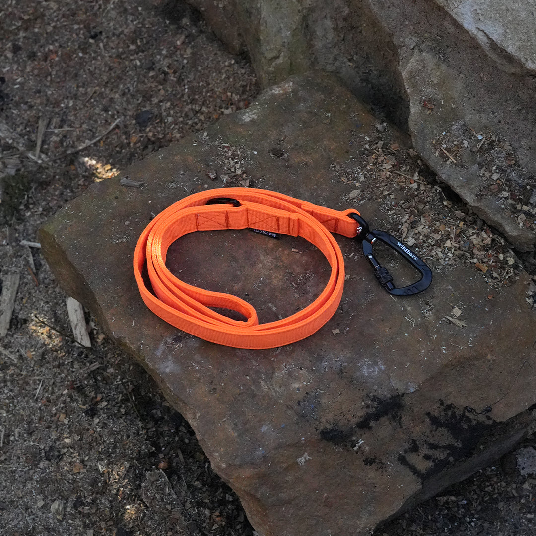 orange-dog-lead-one.jpg
