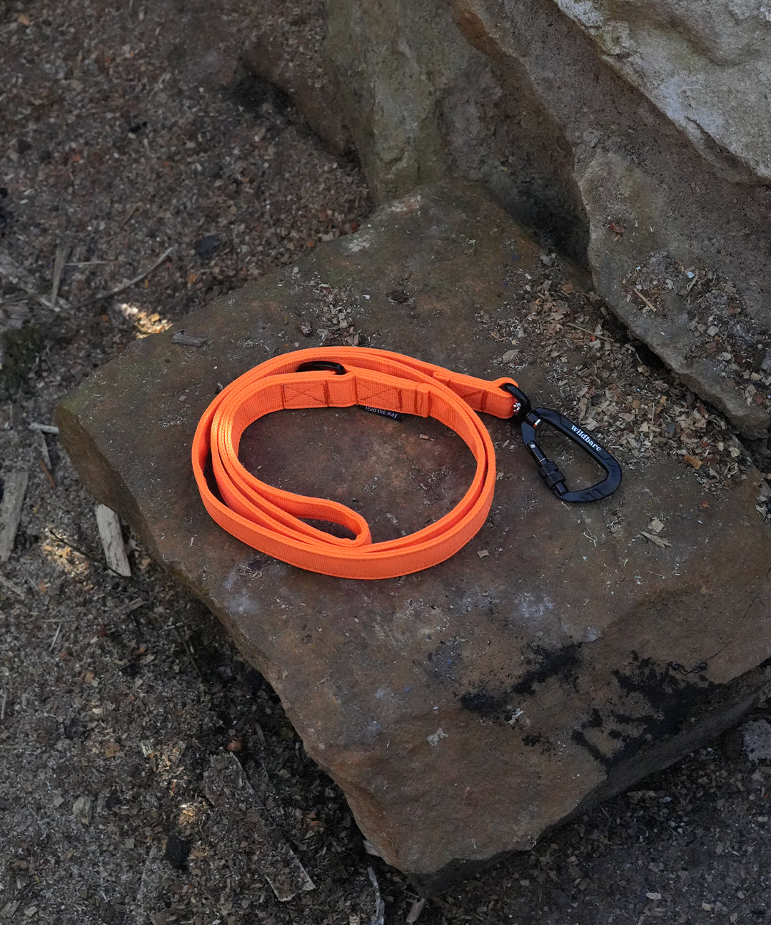 orange-dog-lead-one.jpg