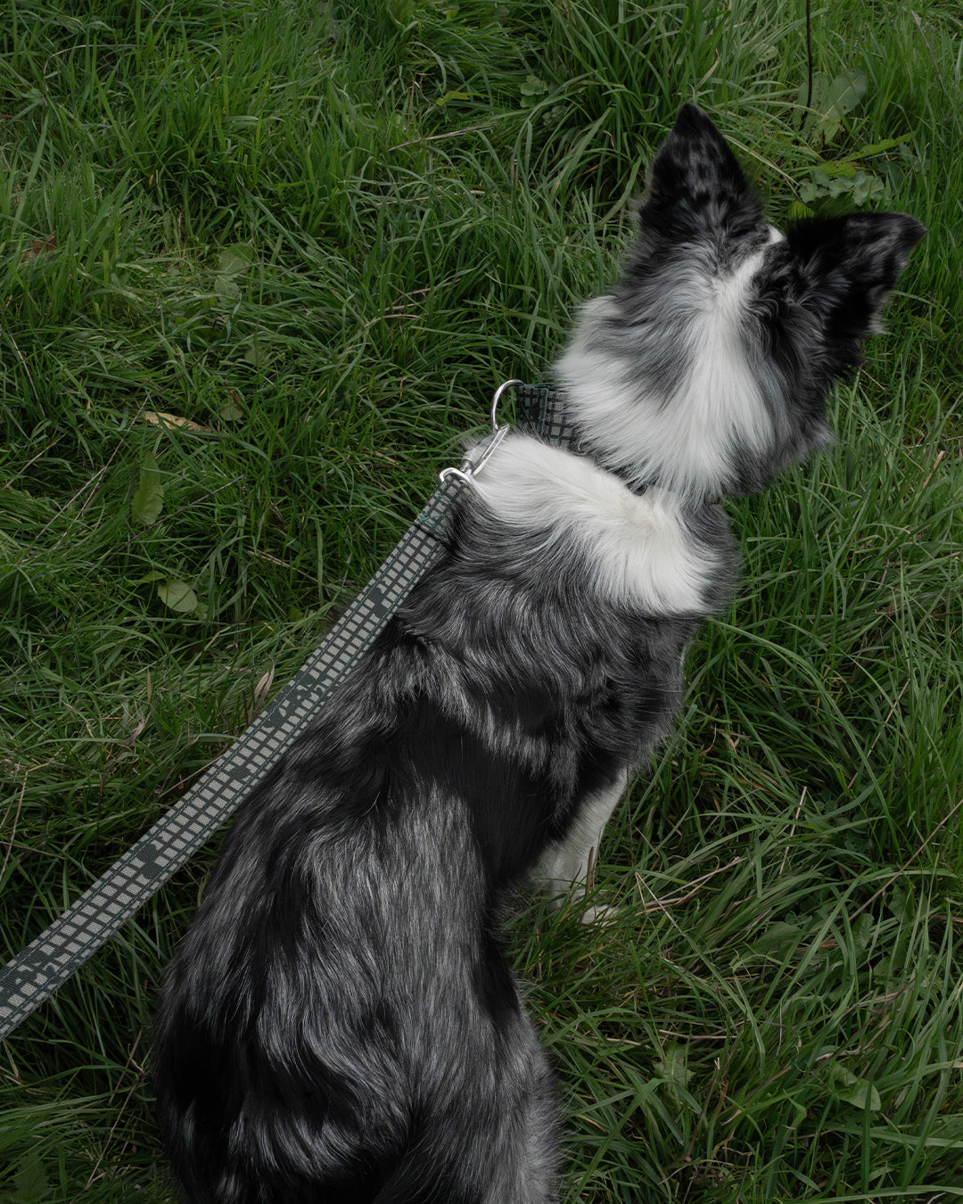 Outpost Waterproof Dog Lead