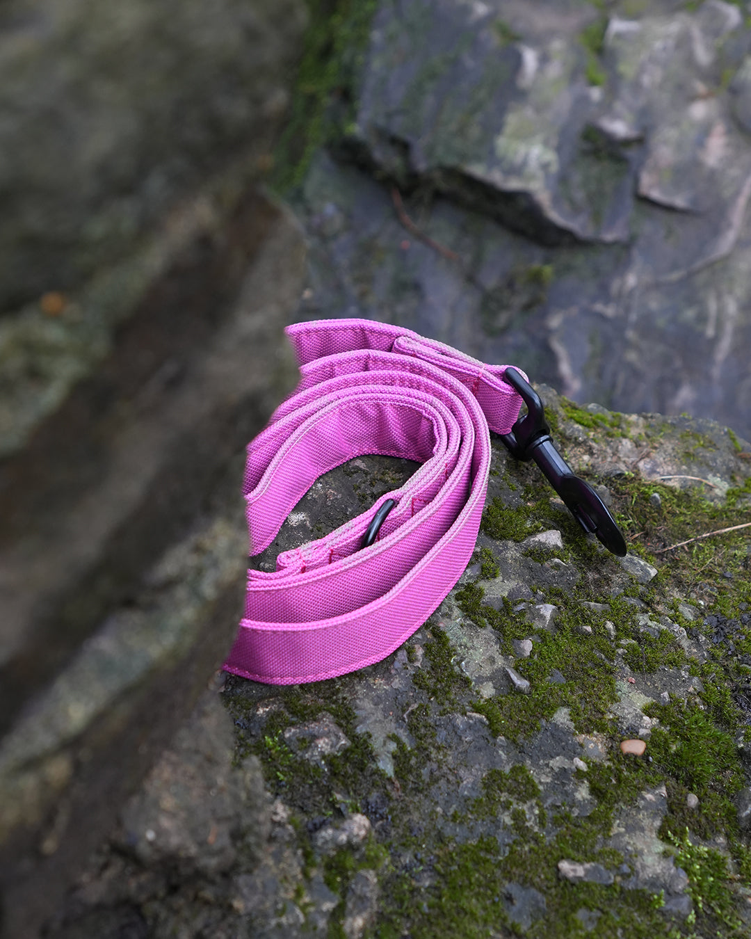 Pink Canvas Lead