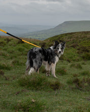 Trail Line Handsfree Dog Lead