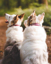 Kinder Scout Dog Buckle Collar