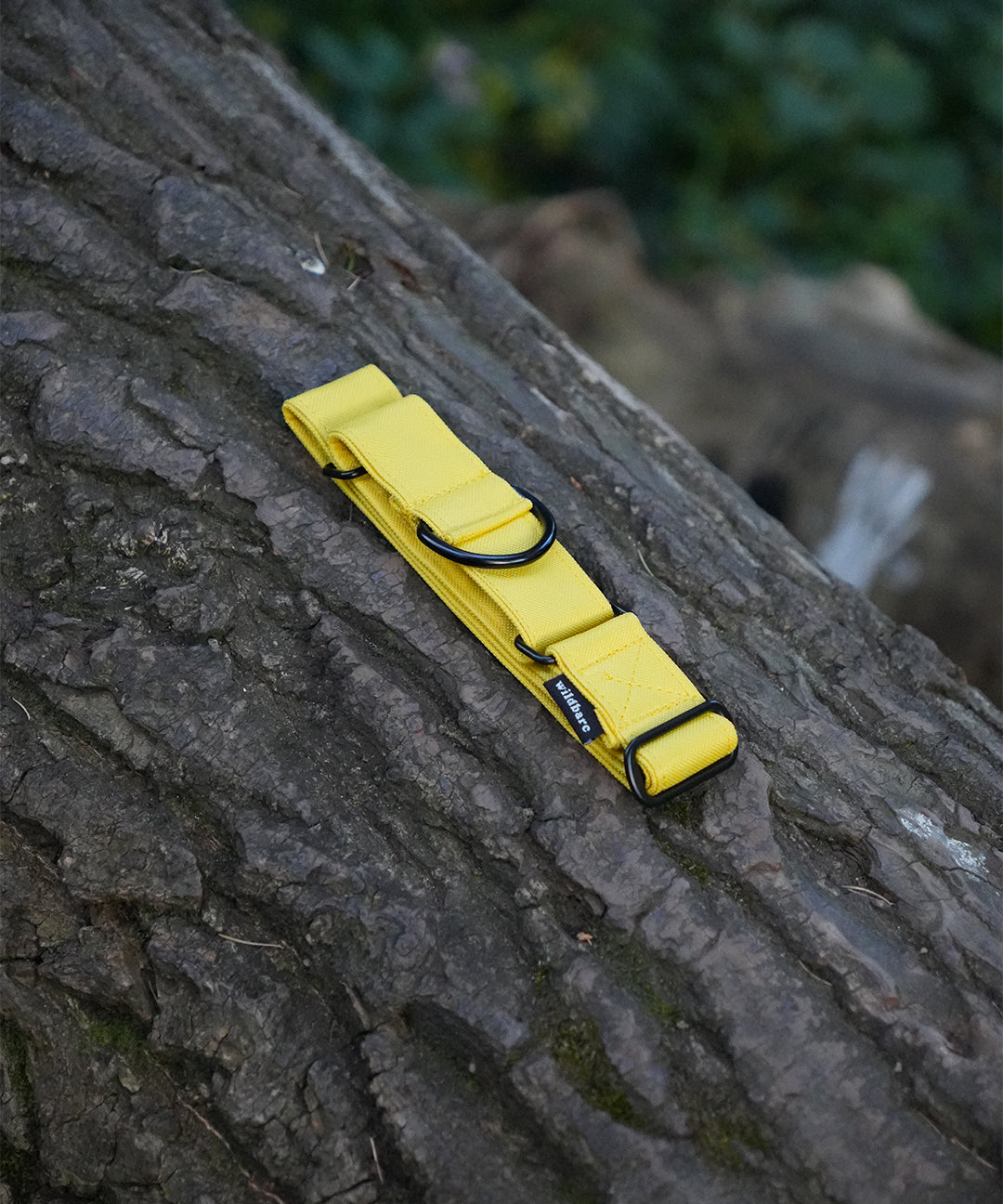 yellow-dog-martingale.jpg