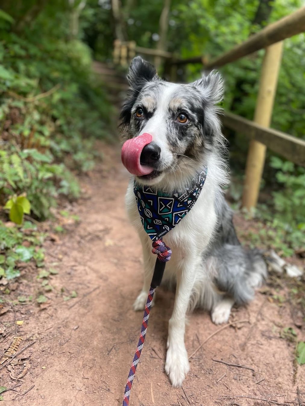 Box Bandana
